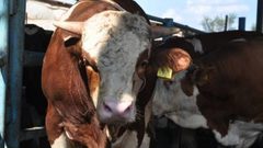 ضبط شاحنة عجول مهربة من إسرائيل