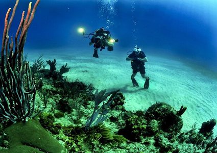 اكتشاف كيس بويضة حبار بحجم إنسان