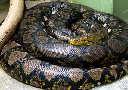 مصرع مربية افاعي امريكية على يد افعى تربيها