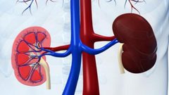 أبرز أعراض المعاناة من تضخم الكلى