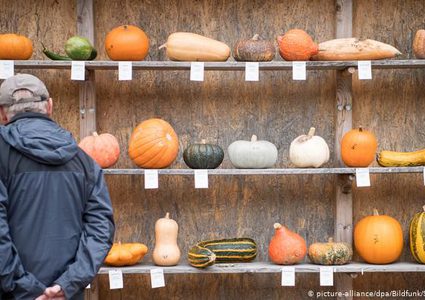 معلومات هامة عن اليقطين القرع رمز الهالوين .. تعرف عليها !