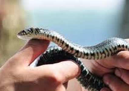 عاشق أفاعي يحقن نفسه بسمها القاتل لمدة 30 عاما !