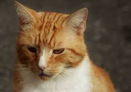 اعتقال روسي سحب قطا وأشهره في وجه أحد رجال الشرطة !