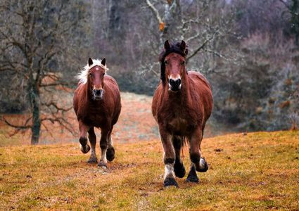 حصان يقتحم حريقا هائلا لإنقاذ أسرته
