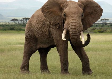 الهند.. الشرطة تحاول القبض على الفيل "بن لادن"