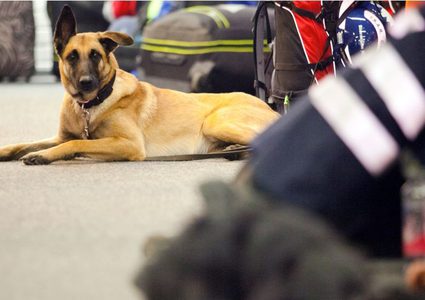 الكلبة "هاتي" أول محامية في العالم!