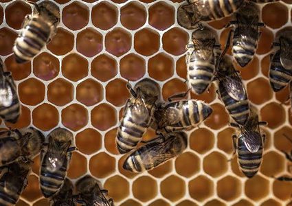 تدمير خلايا النحل في تشيلي بفعل الجفاف