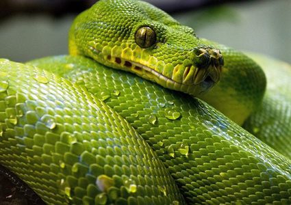 العثور على ثعبان نادر اختفى منذ 172 عاماً