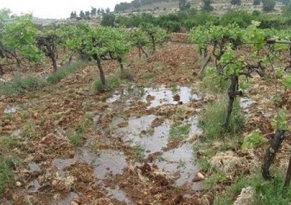 مستوطنون يغرقون أراضي زراعية بالمياه العادمة