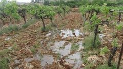 مستوطنون يغرقون أراضي زراعية بالمياه العادمة