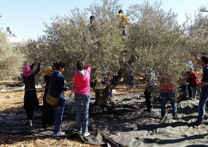 ثوري فتح يشارك المواطنين بقطف ثمار الزيتون في سلفيت