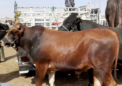 معيقات من سلطات الاحتلال أمام مستوردي العجول الفلسطينيين