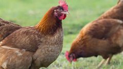 كرواتيا.. ملاحقة لاعب كرة قدم بسبب "دجاجة" !