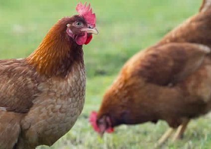 كرواتيا.. ملاحقة لاعب كرة قدم بسبب "دجاجة" !