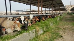 "أزمة العجول" تدفع الاحتلال الى التصعيد