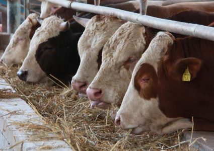 وزير الزراعة: لدينا خطة جاهزة لحماية مستوردي العجول