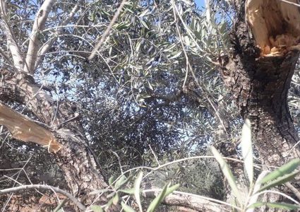 مستوطنون يكسرون أشجار زيتون غرب رام الله