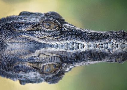 هندي يكتشف تمساح في حمام منزله