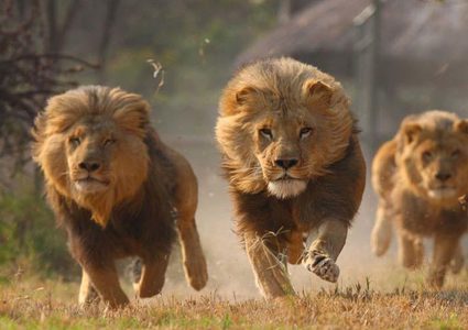 إرتكاب مذبحة بحق أسود لتوفير متطلبات "السحر الأسود" !