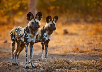 تايوان.. الشرطة تعتقل زوجين تركا طفلهم الرضيع للكلاب البرية !
