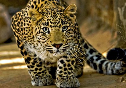 شاهد أغرب و"ألطف" فهد بري في العالم