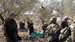 الاحتلال يمنع المزارعين من قطف الزيتون غرب نابلس