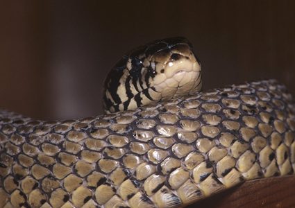 العثور على ثعبان داخل جامعة سعودية