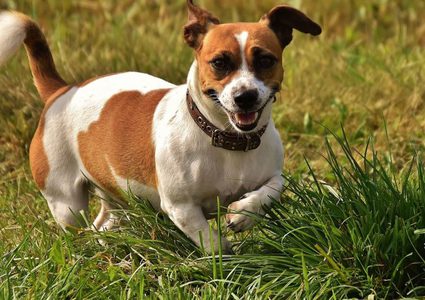 أخصائية علم نطق تعلم كلبتها 29 كلمة