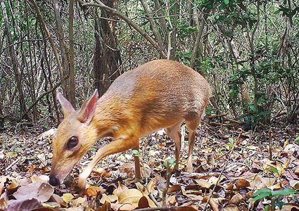 فيتنام.. ظهور "الفأر الغزال" بعد إختفاء دام 25 عاما !