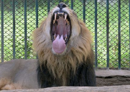 شاب يجلب أسداً  خلال مشاركته مظاهرات العراق