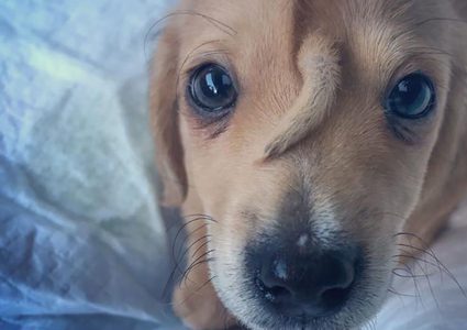 كلب ينمو ذيله على وجهه