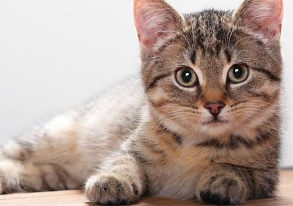 القطة ذات الوجهين خالفت التوقعات وعاشت 4 أشهر حتى الآن !
