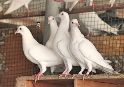 باحثون: شعر الإنسان هو سبب ظاهرة "فقدان أصابع الحمام"