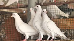 باحثون: شعر الإنسان هو سبب ظاهرة "فقدان أصابع الحمام"
