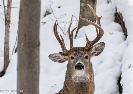 أمريكا.. العثور على غزال بثلاثة قرون !