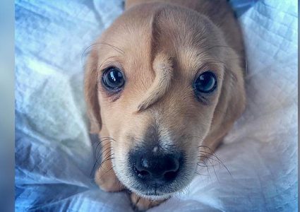 الكلب "ناروهال" يثير دهشة رواد مواقع التواصل لسبب غريب !