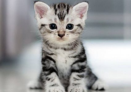 روسيا.. رجل إطفاء ينقذ حياة قطة من الموت !