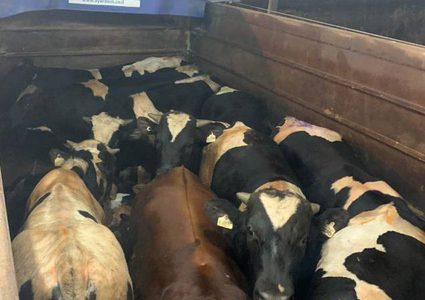 ضبط شاحنة عجول مهربة من إسرائيل في جنين