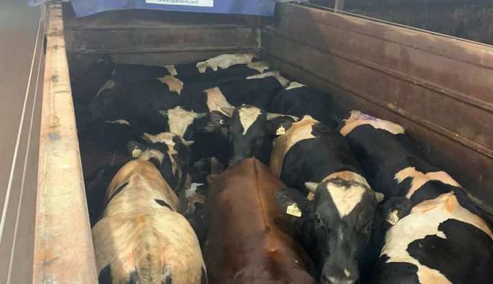 ضبط شاحنة عجول مهربة من إسرائيل في جنين