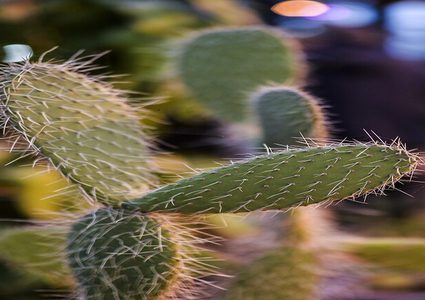 خطورة زراعة الصبار في البيت