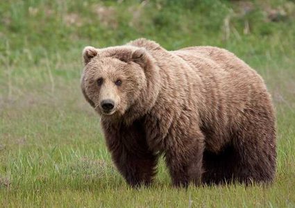 حديقة حيوانات تتبرع بمجموعة دببة لتجنب قتلها !