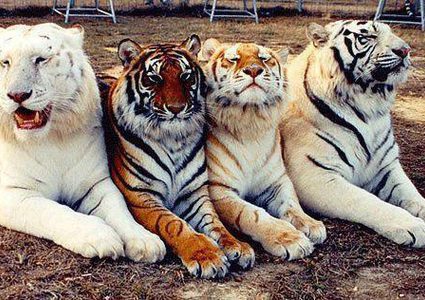ولادة 3 نمور فارسية مهددة بالانقراض