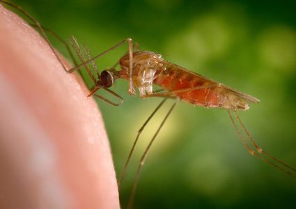 الصحة العالمية تسعى لتقليص عدد البعوض في العالم