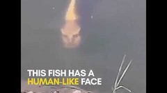 فيديو سمكة بوجه إنسان يجتاح مواقع التواصل الاجتماعي