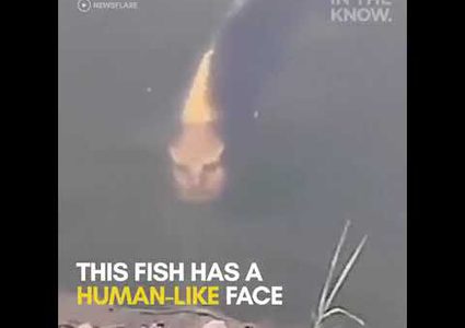 فيديو سمكة بوجه إنسان يجتاح مواقع التواصل الاجتماعي
