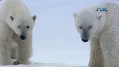 الدببة القطبية البيضاء تغزو المناطق المأهولة شمال روسيا