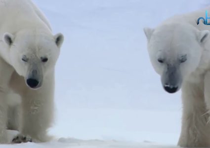 الدببة القطبية البيضاء تغزو المناطق المأهولة شمال روسيا