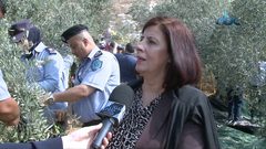 محافظة نابلس ووزارة الزراعة تنظمان فعالية قطف الزيتون