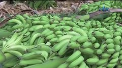 معلومات غريبة عن الموز