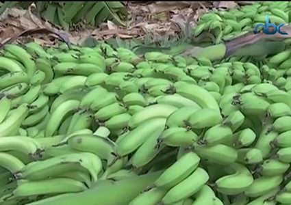 معلومات غريبة عن الموز